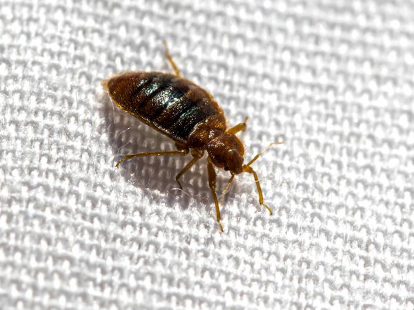 bed bug treatment portsmouth