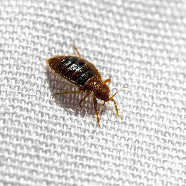 bed bug pictures