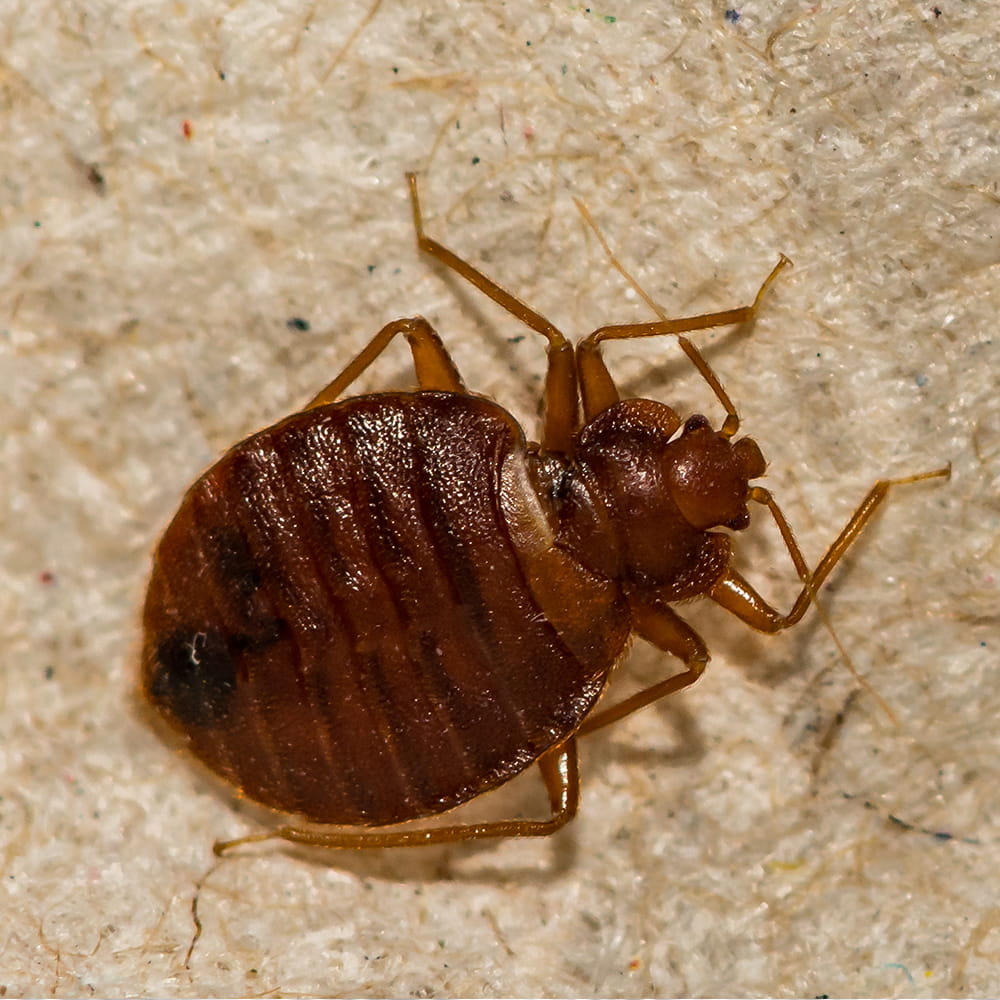 bed bug infestation