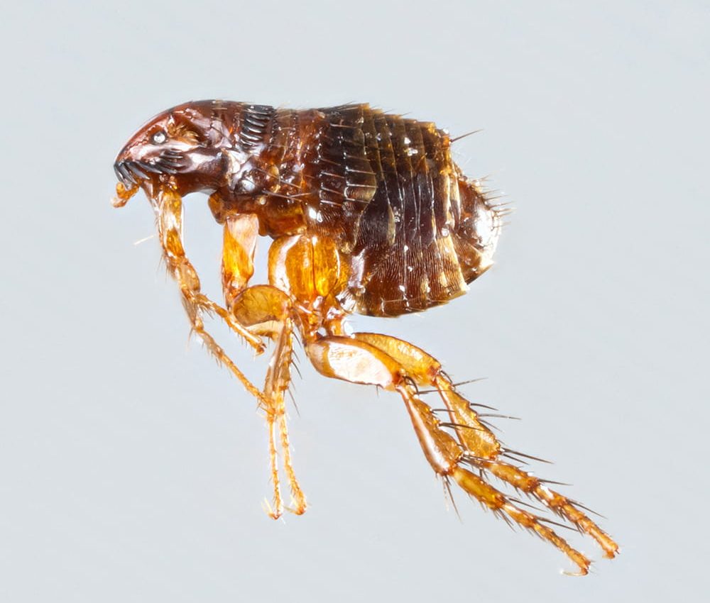 Flea Infestation Chichester