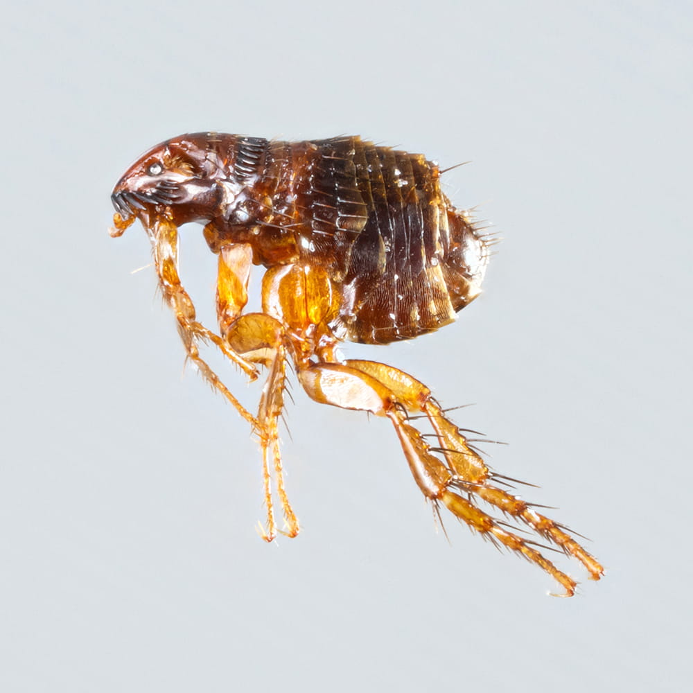 Flea Control Havant and Hampshire