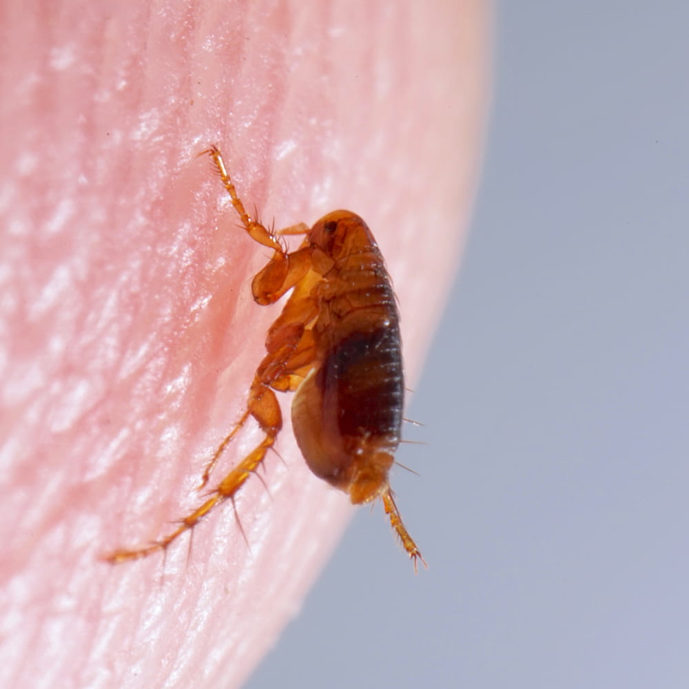 flea infestation
