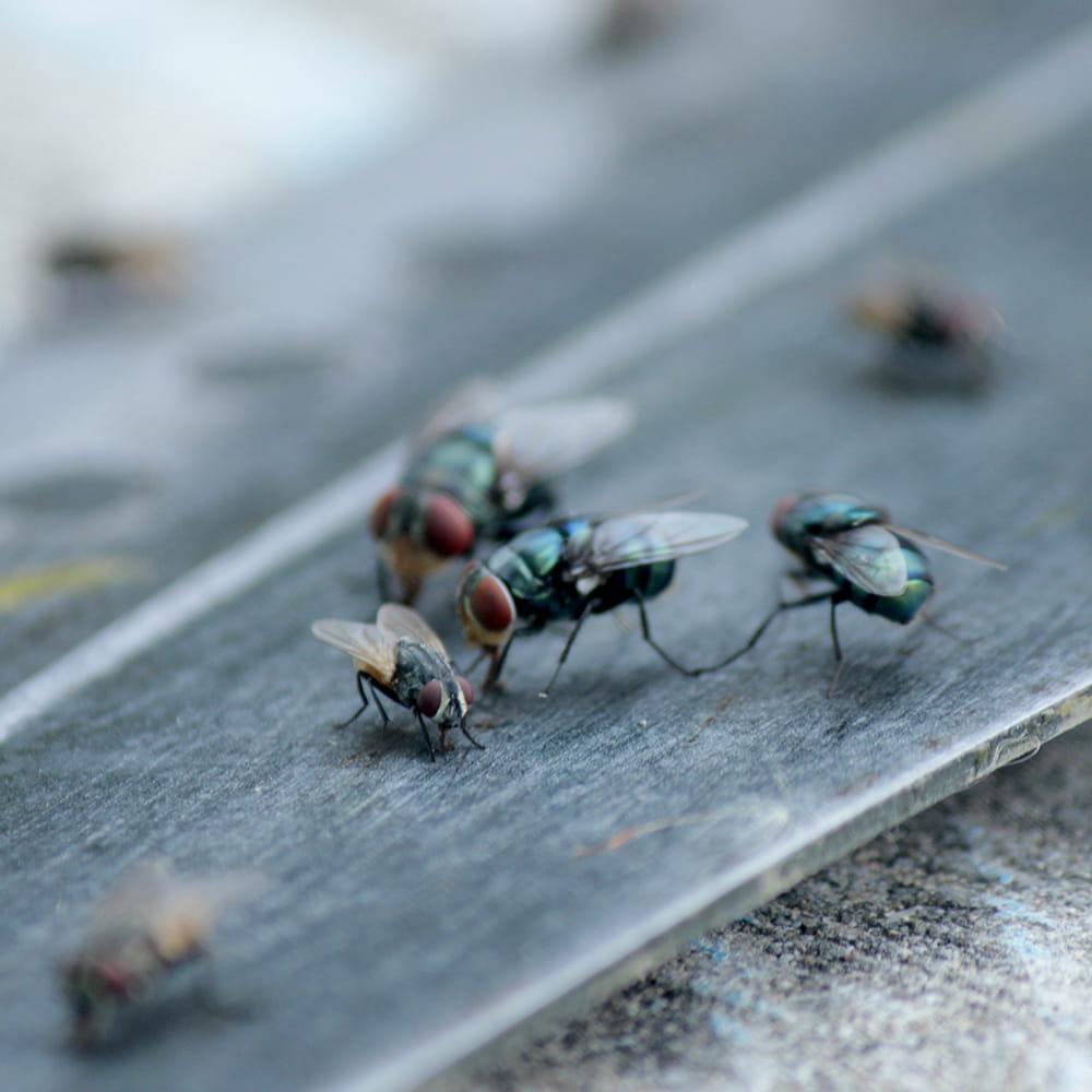 Fly Pest Control Havant and Hampshire