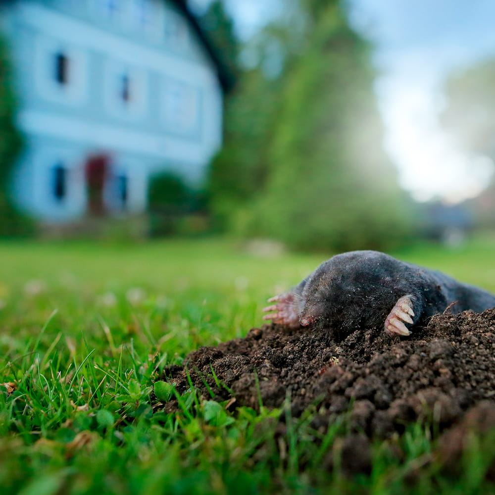 Garden Mole Removal Havant and Hampshire