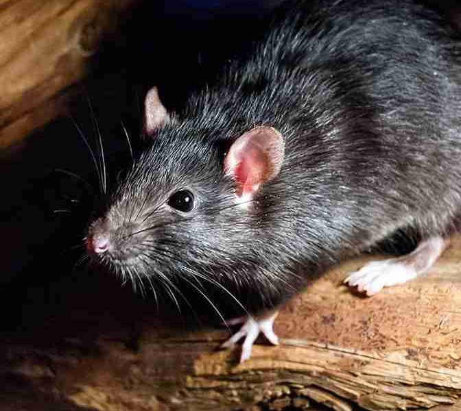 Rat Control Services Portsmouth