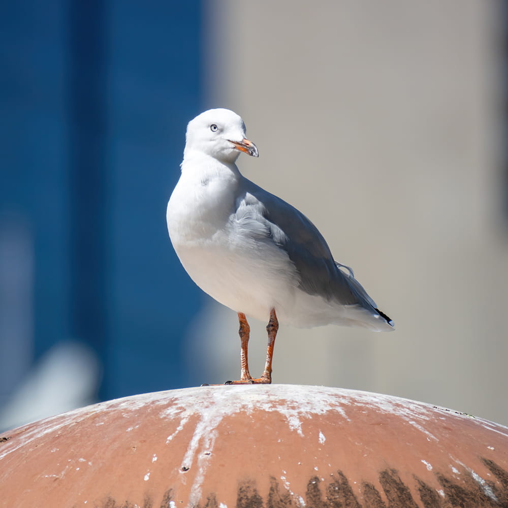 seagull nest