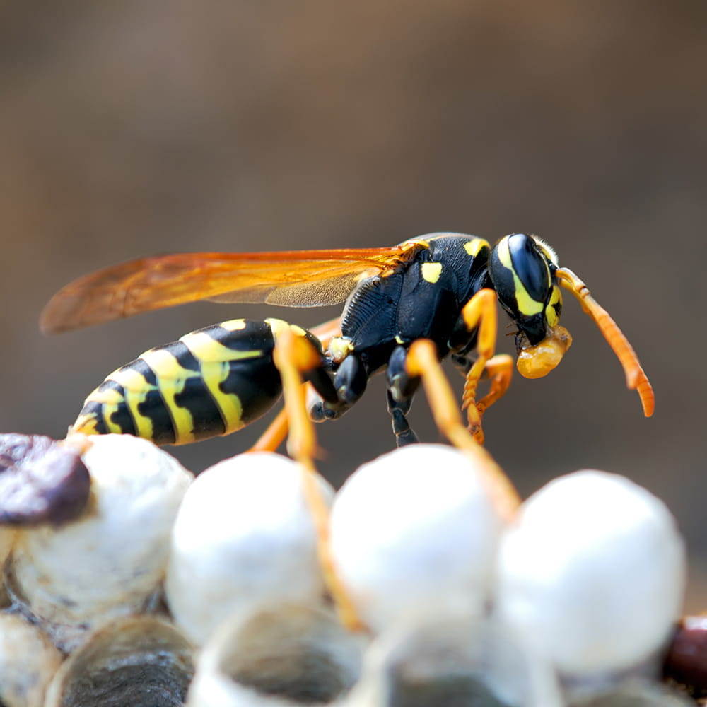 Wasp Nest Removal Havant Wasp Removal Hampshire