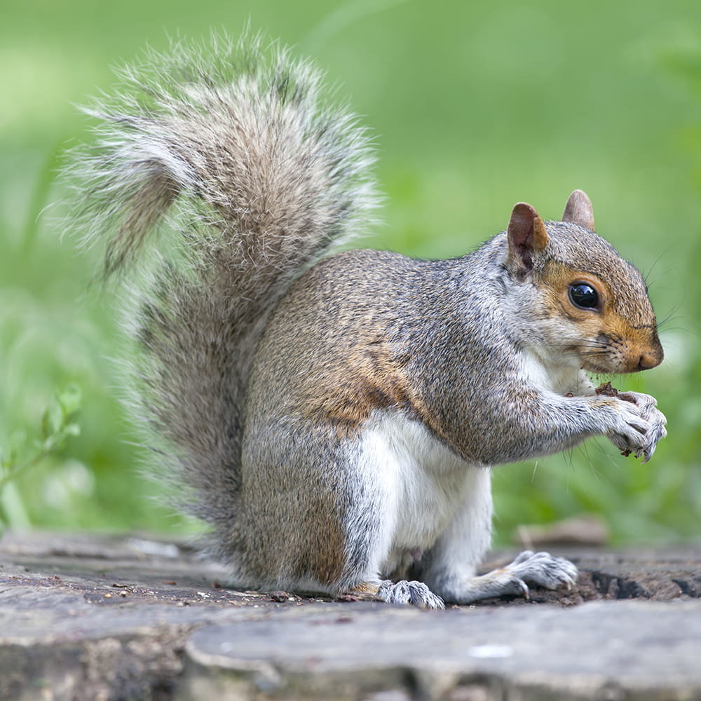 Pest control services Romsey