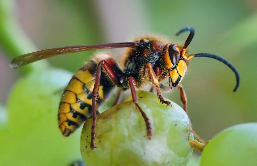 Hornet Pest Control Havant