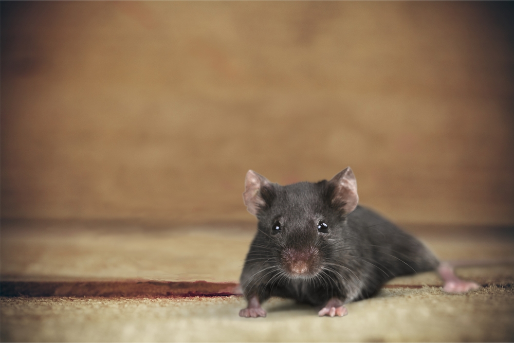 how to get rid of mice in house
