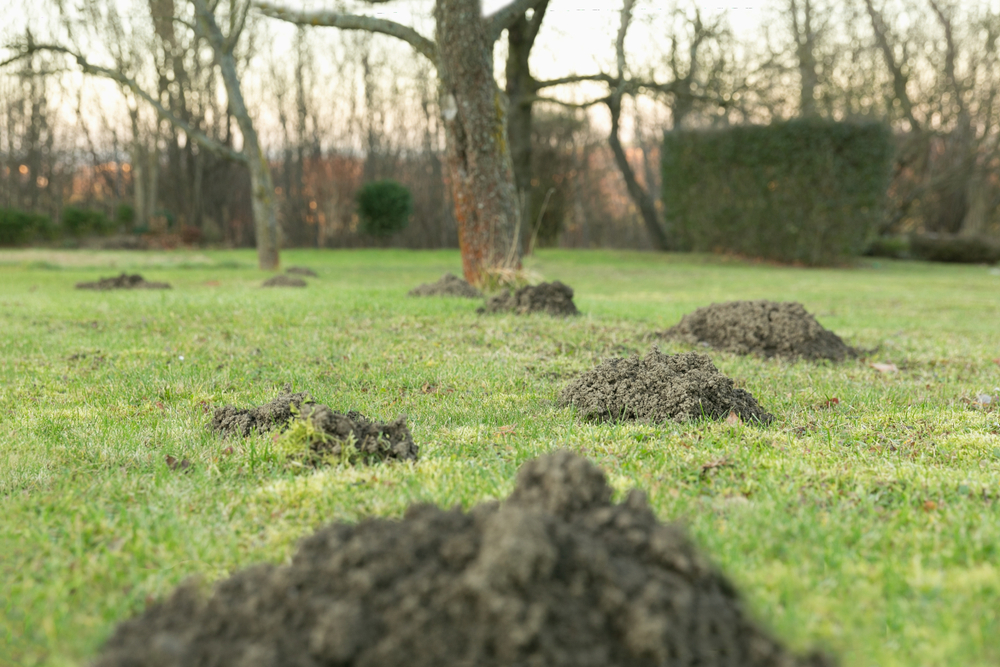 Pest Control For Moles Havant