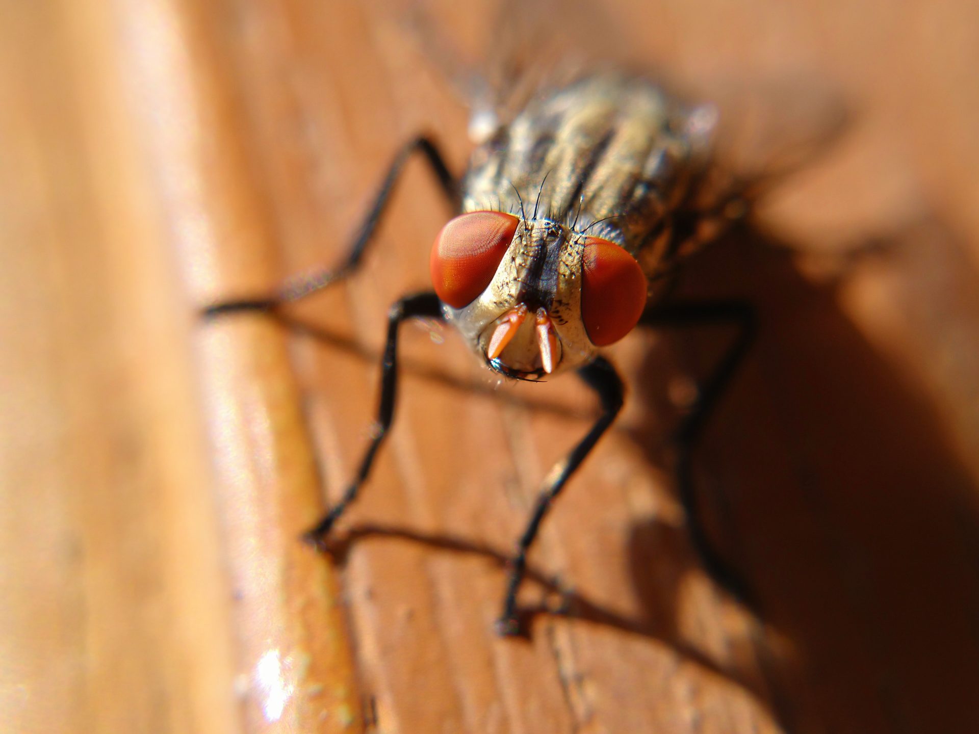 fly pest control