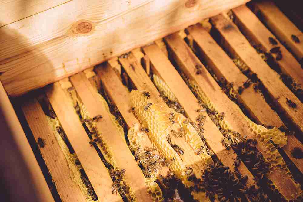 Will Pest Control Remove Bees?