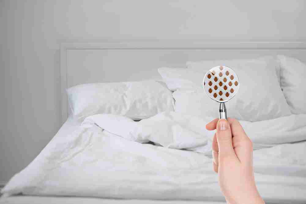 bed bug control