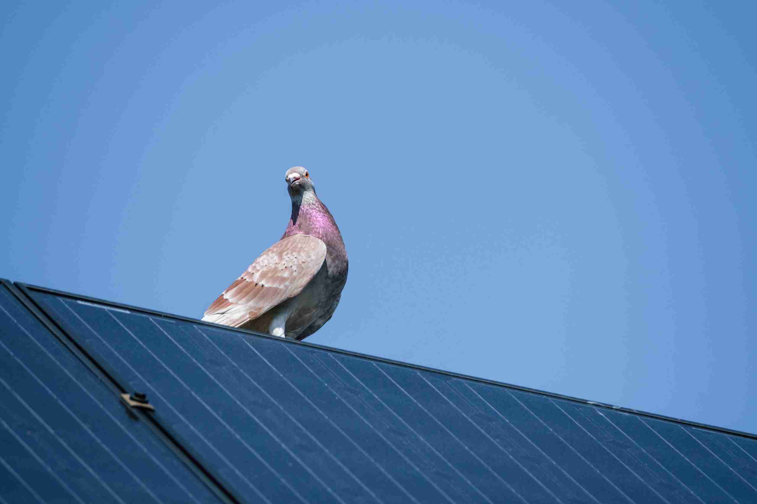 Protect Solar Panels From Pigeons