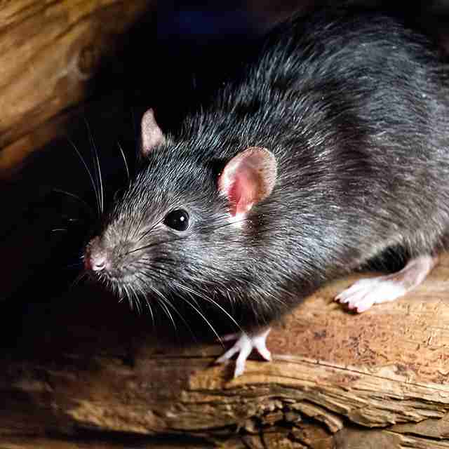 Rat Removal Services Chichester Prices