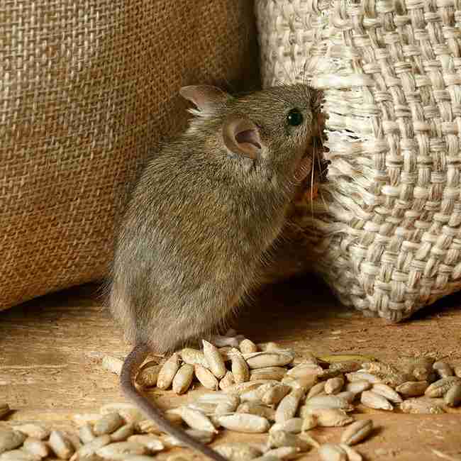 mice infestation