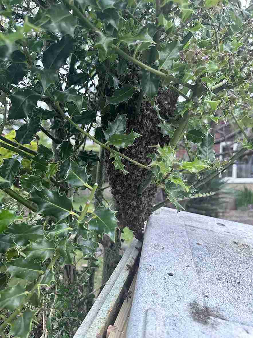 Bee Nest Removal Southampton
