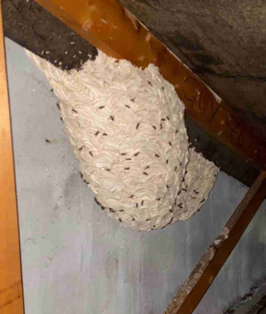 wasp nest problem