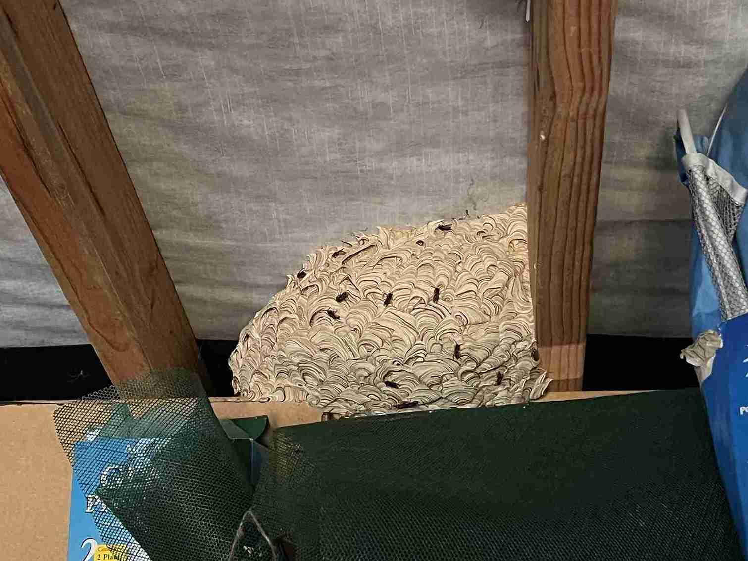 Wasp nest services chichester