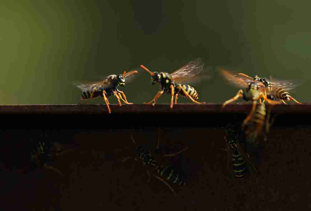 wasp infestation
