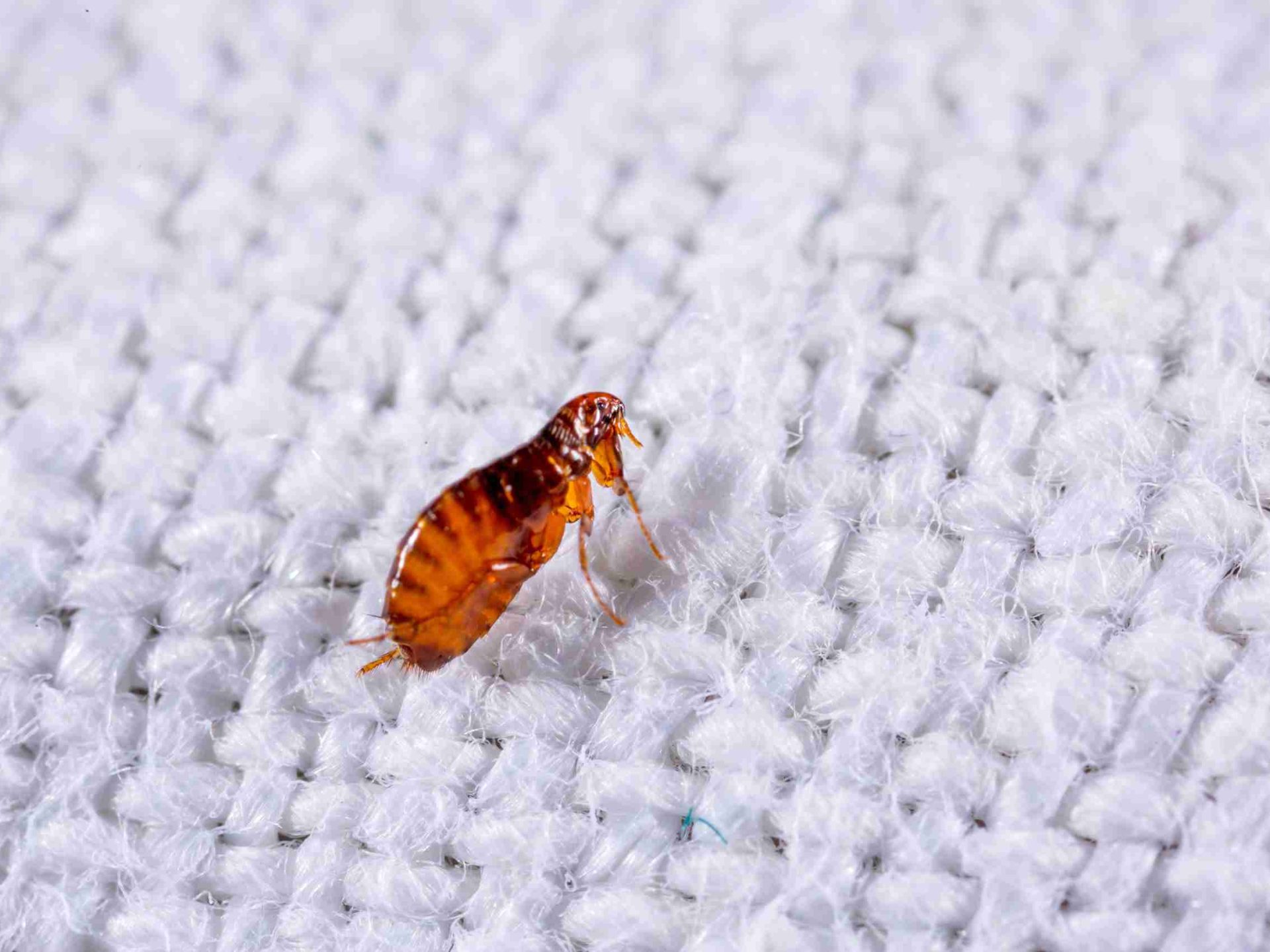 Flea Treatment Services Chichester