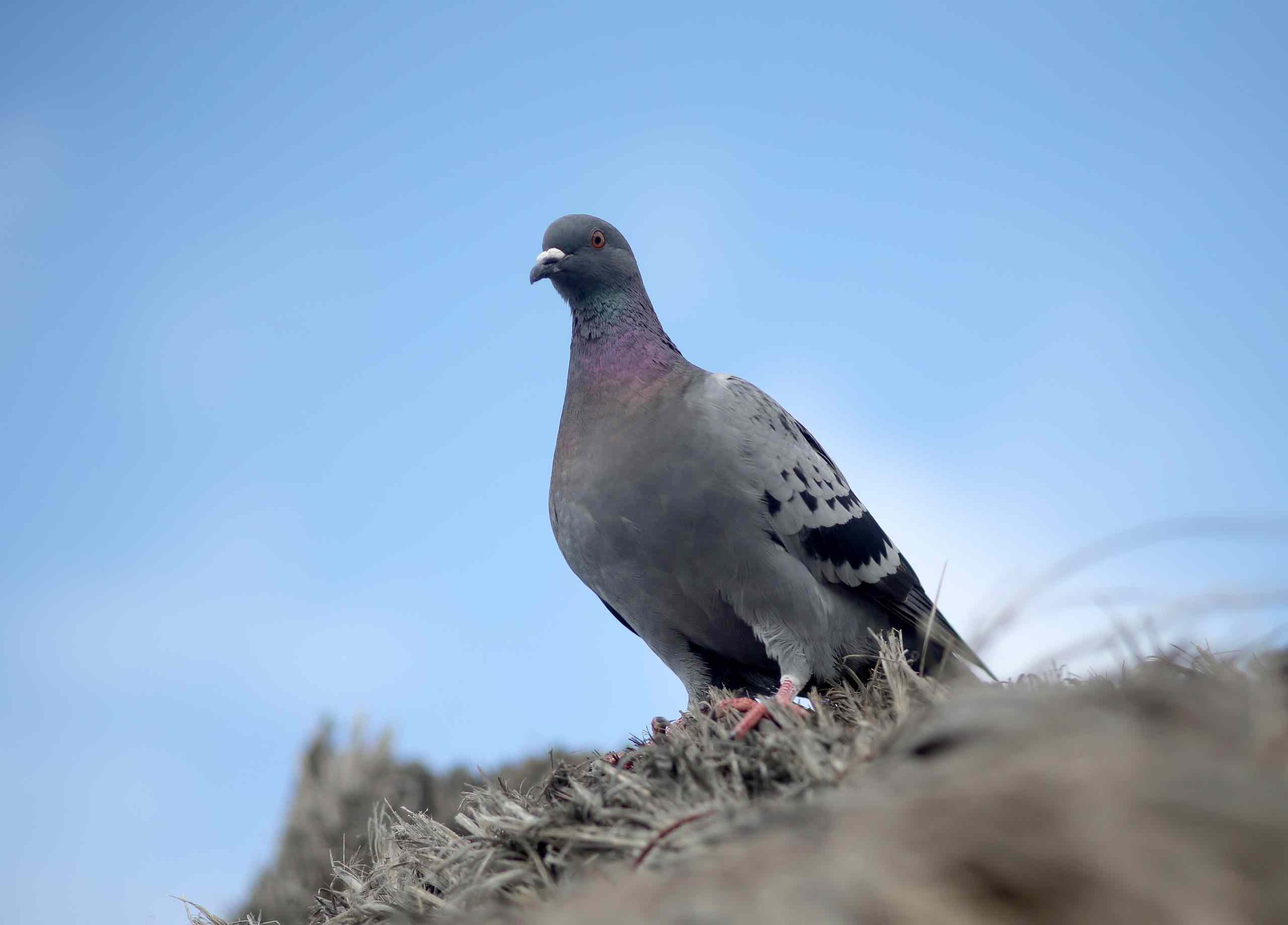 How Do You Get Rid of Pigeons From Your Property?