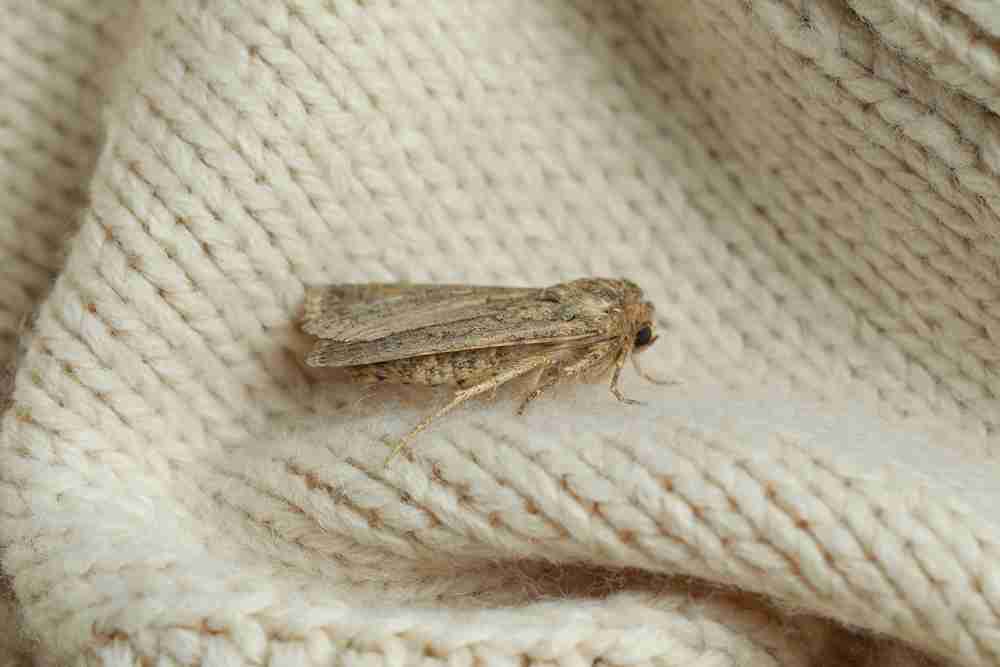 clothes moths uk