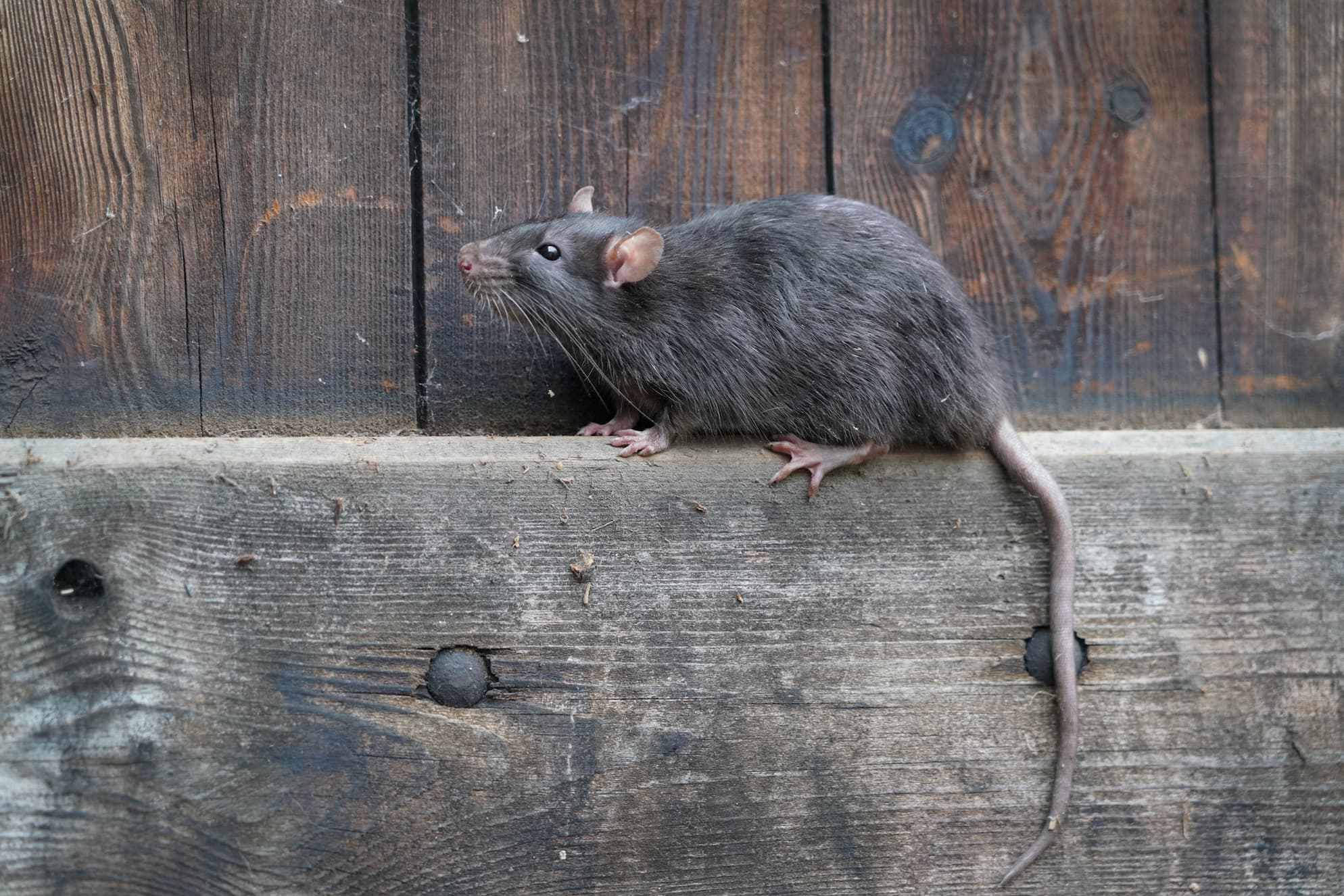 Why Rodents Invade Homes in Winter and How to Keep Them Out