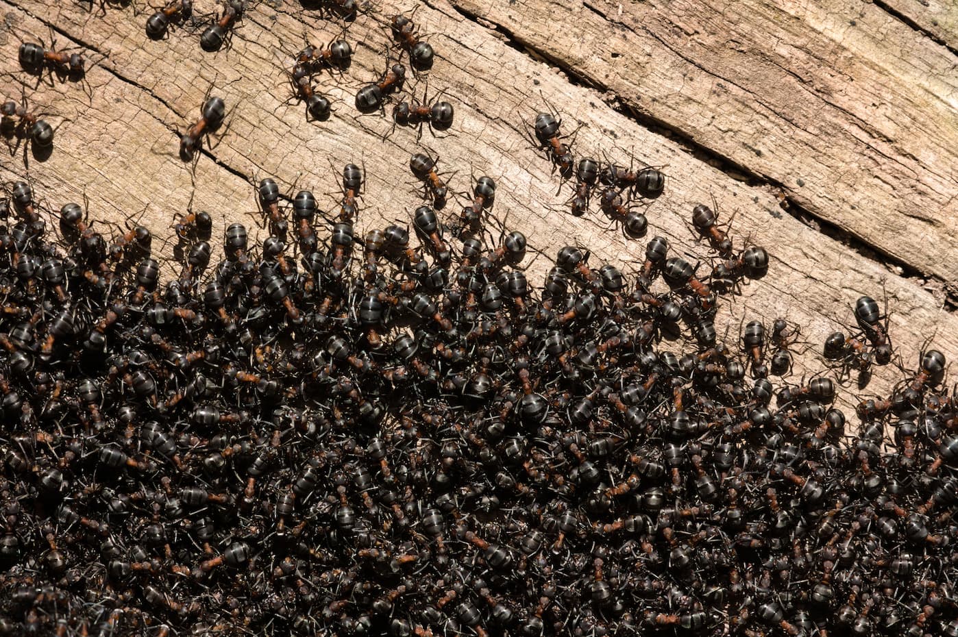 ant control