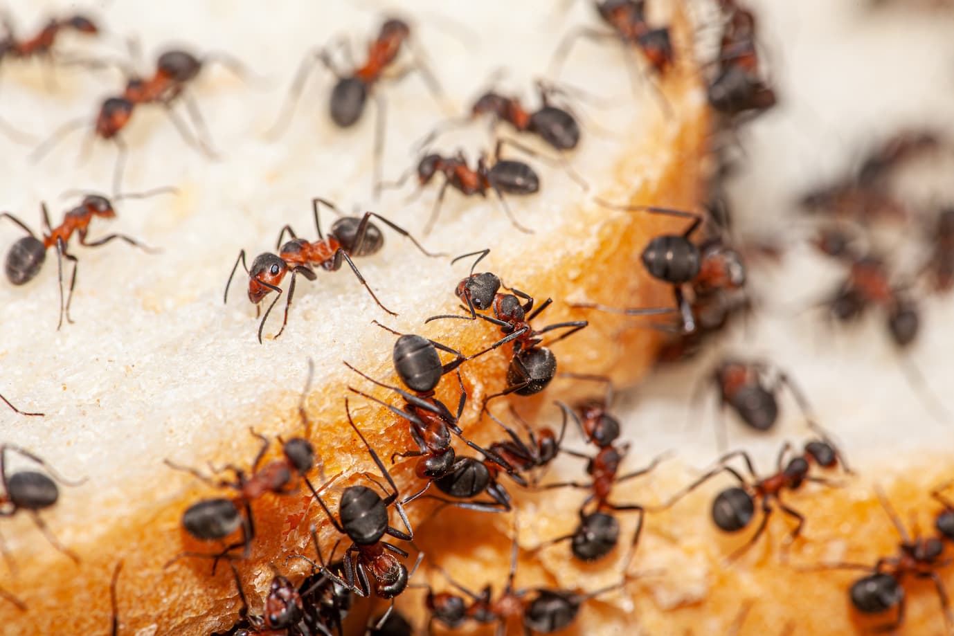ant pest control