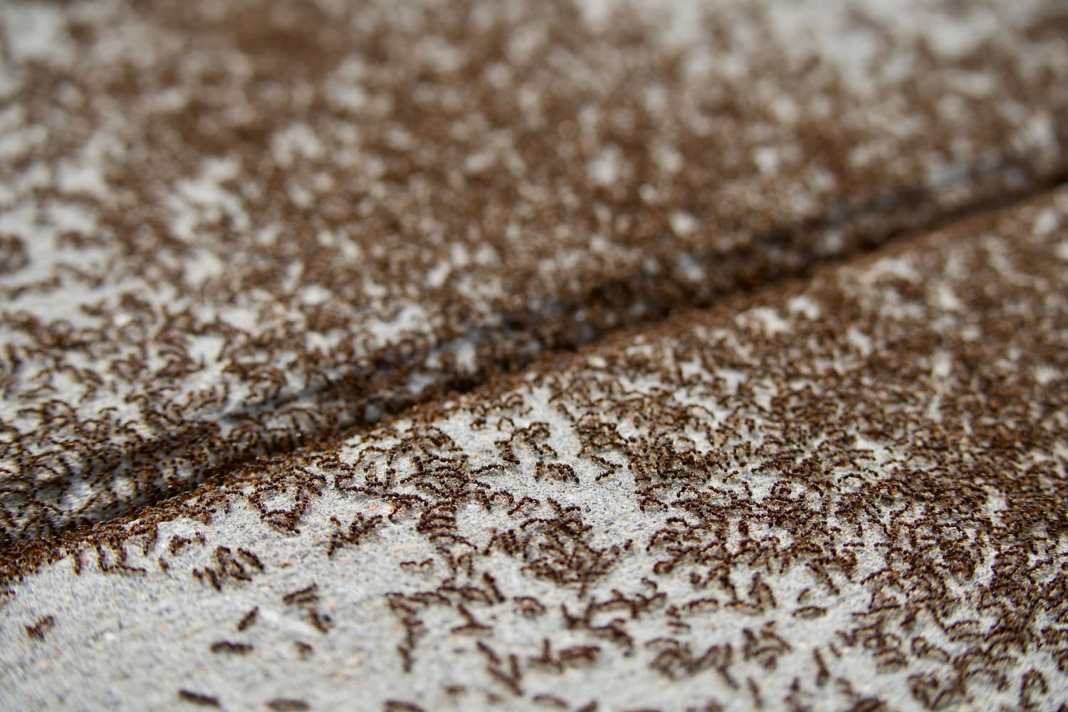 ant problem
