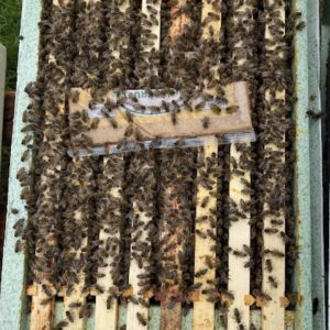 6 Frame Nuc – 2026 Buckfast Queens (Pre-Order for Collection in June)