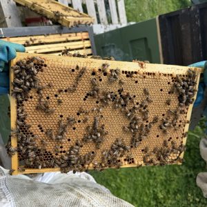 2026 National Overwintered 6 frame Buckfast nuc