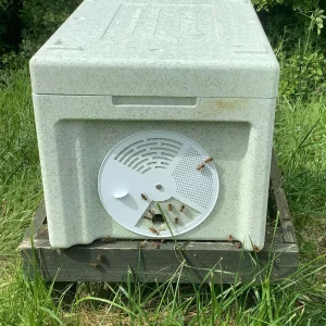 6 Frame Nuc – 2026 Buckfast Queens (Pre-Order for Collection in June)