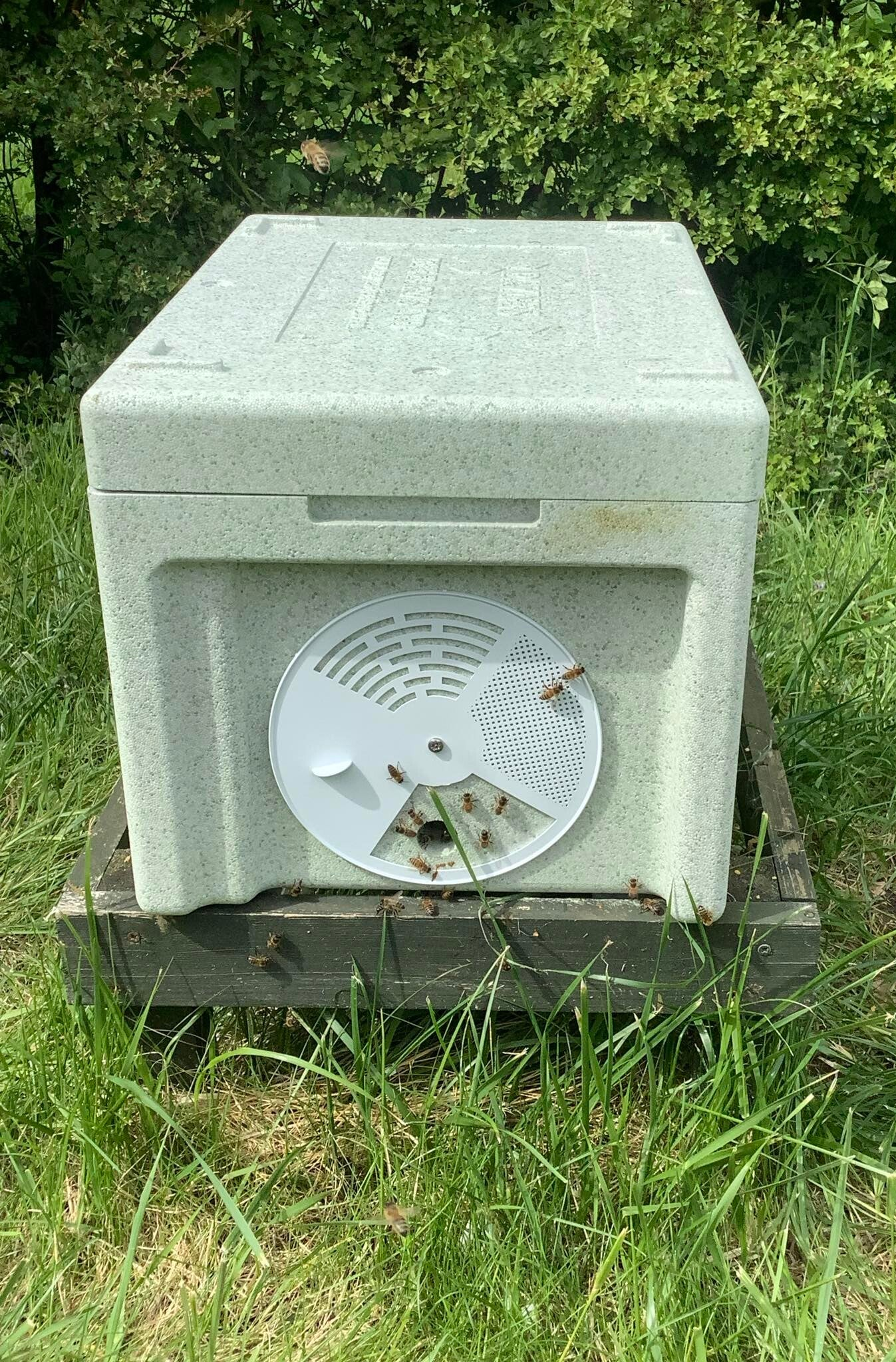 6 Frame Nuc – 2026 Buckfast Queens (Pre-Order for Collection in June)