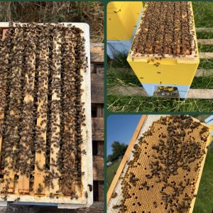 Buckfast nuc colonies on frames, The Bees and Honey Company