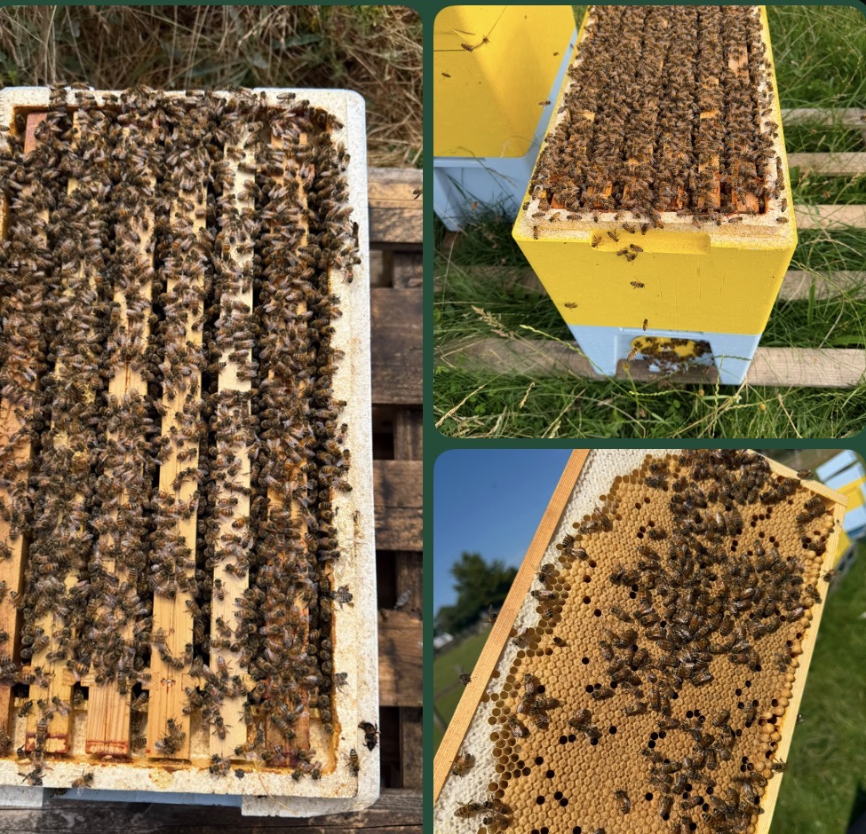 Buckfast nuc colonies on frames, The Bees and Honey Company
