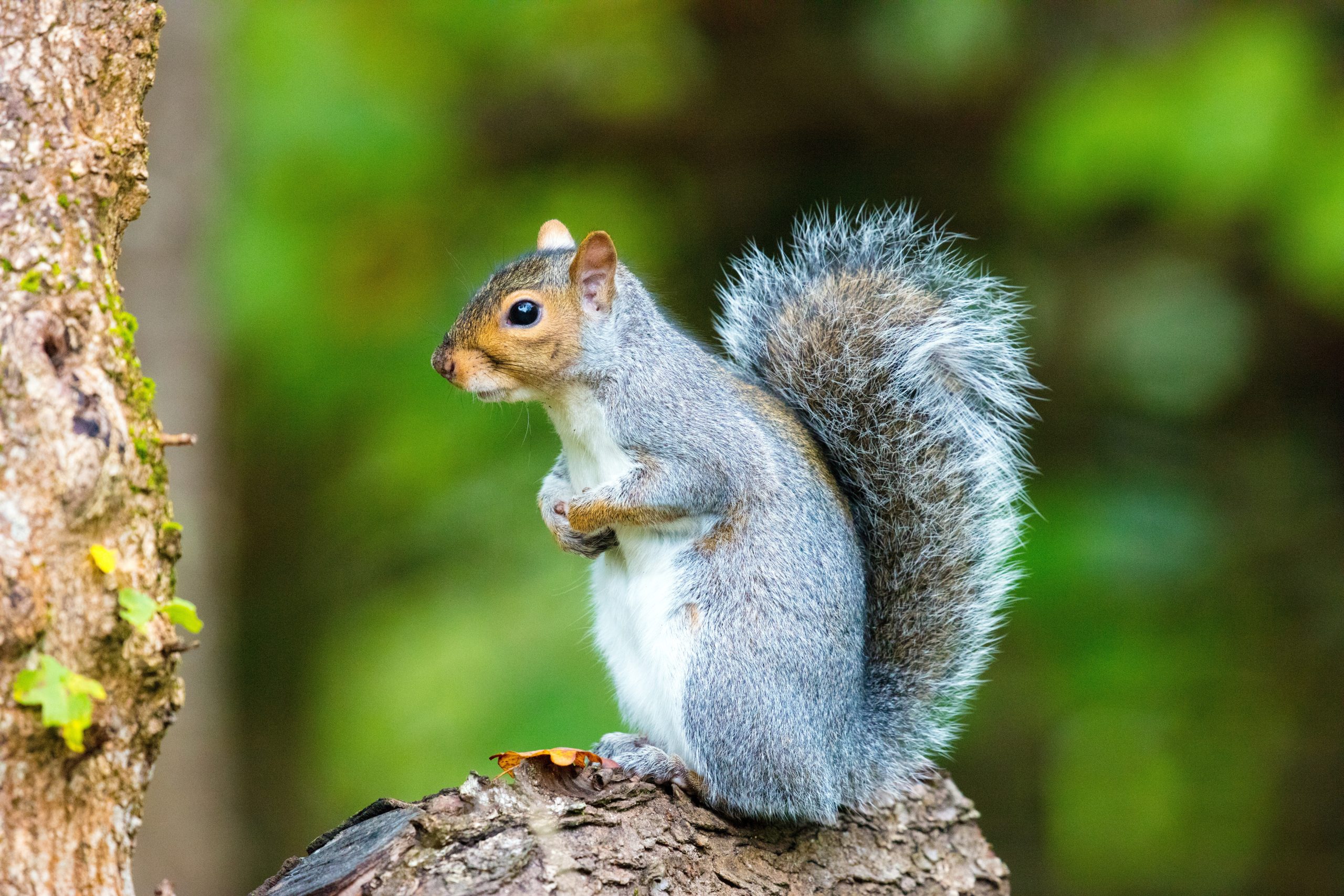 How to Keep Grey Squirrels Away From Your Home?