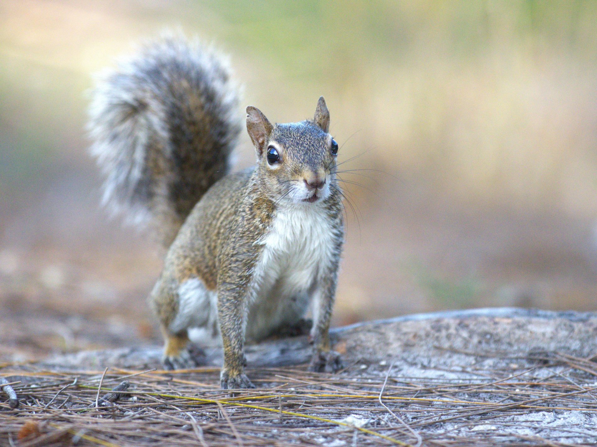 squirrel control prices