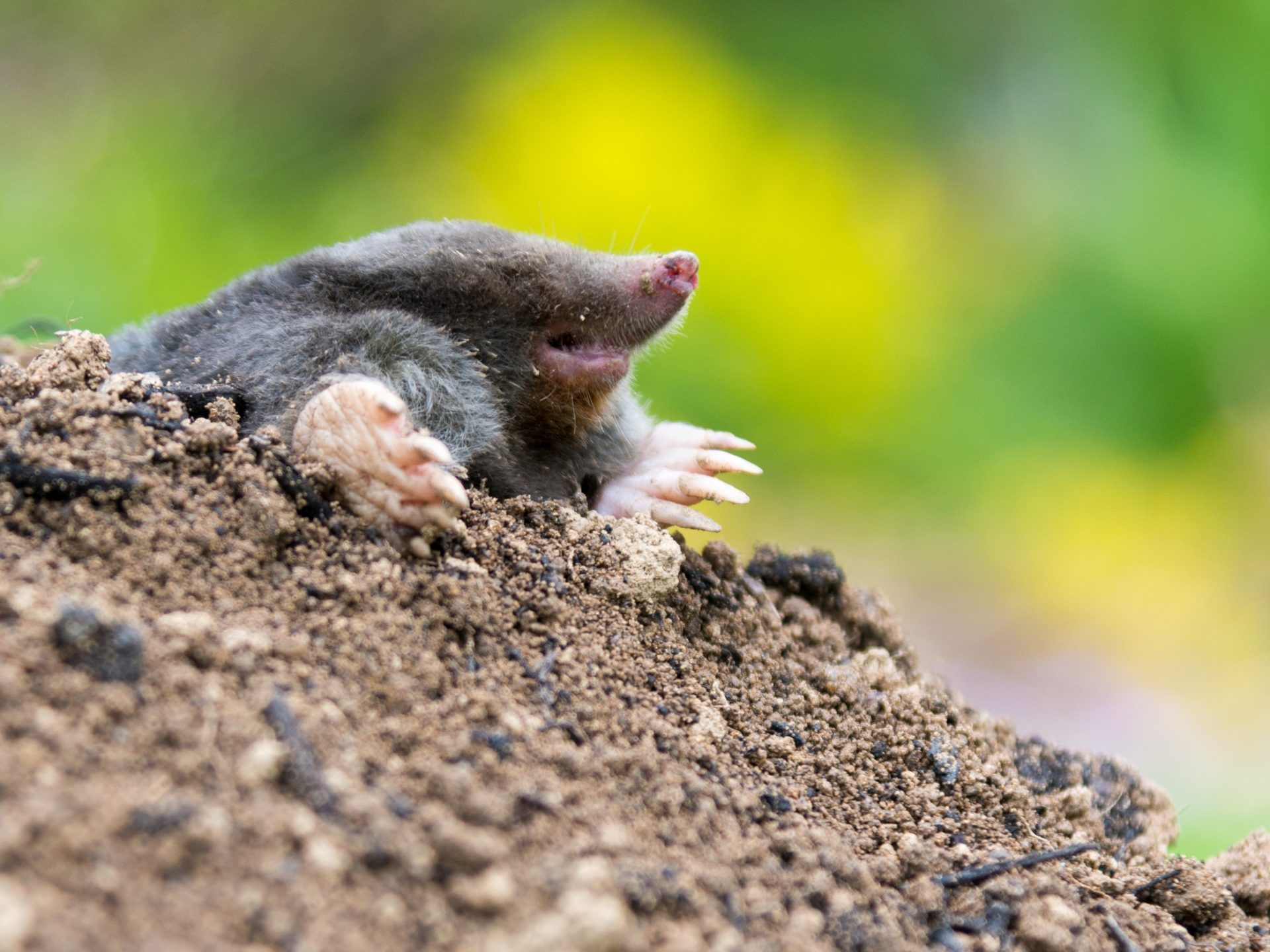 mole pest control