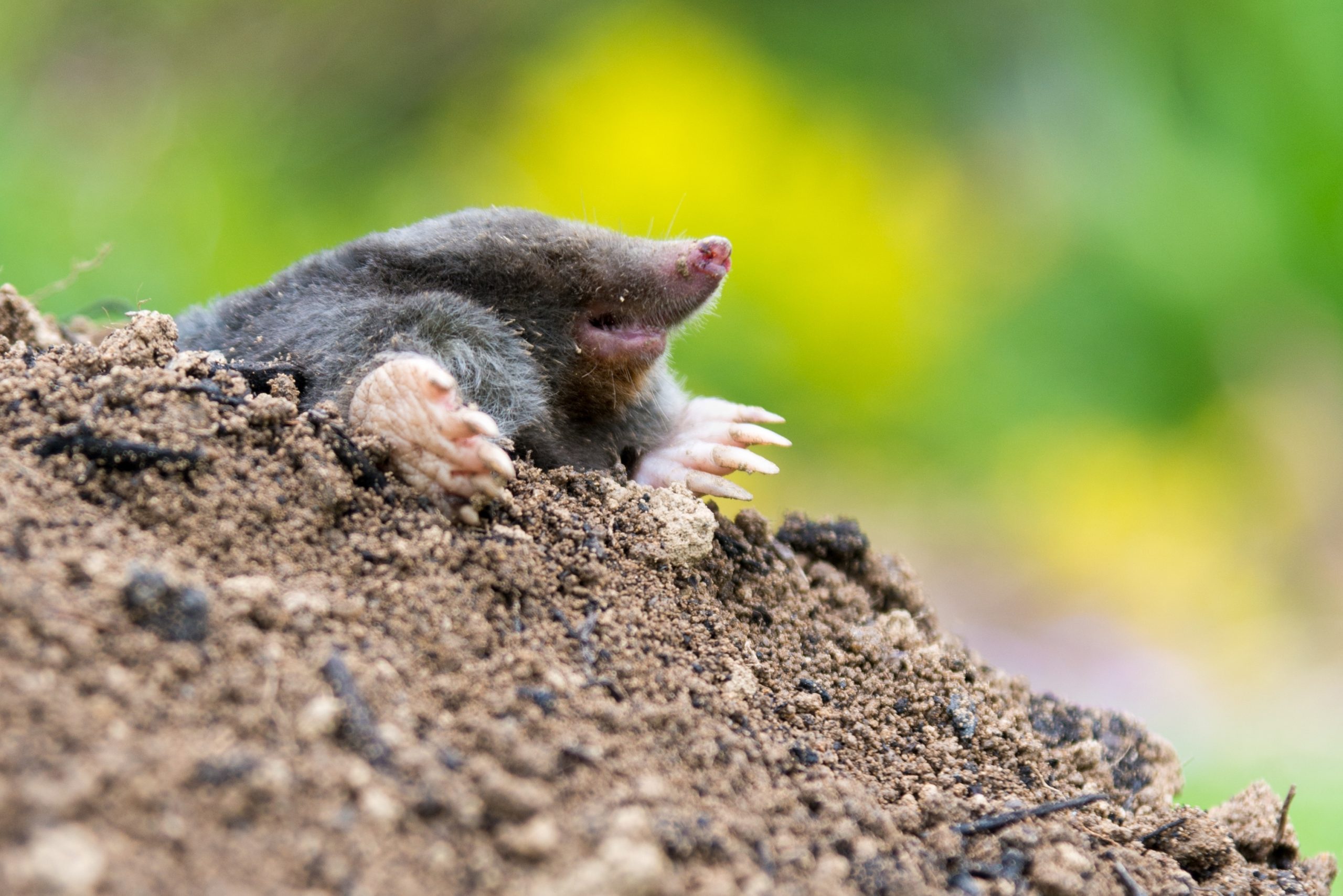 What Attracts Moles to Your Garden?