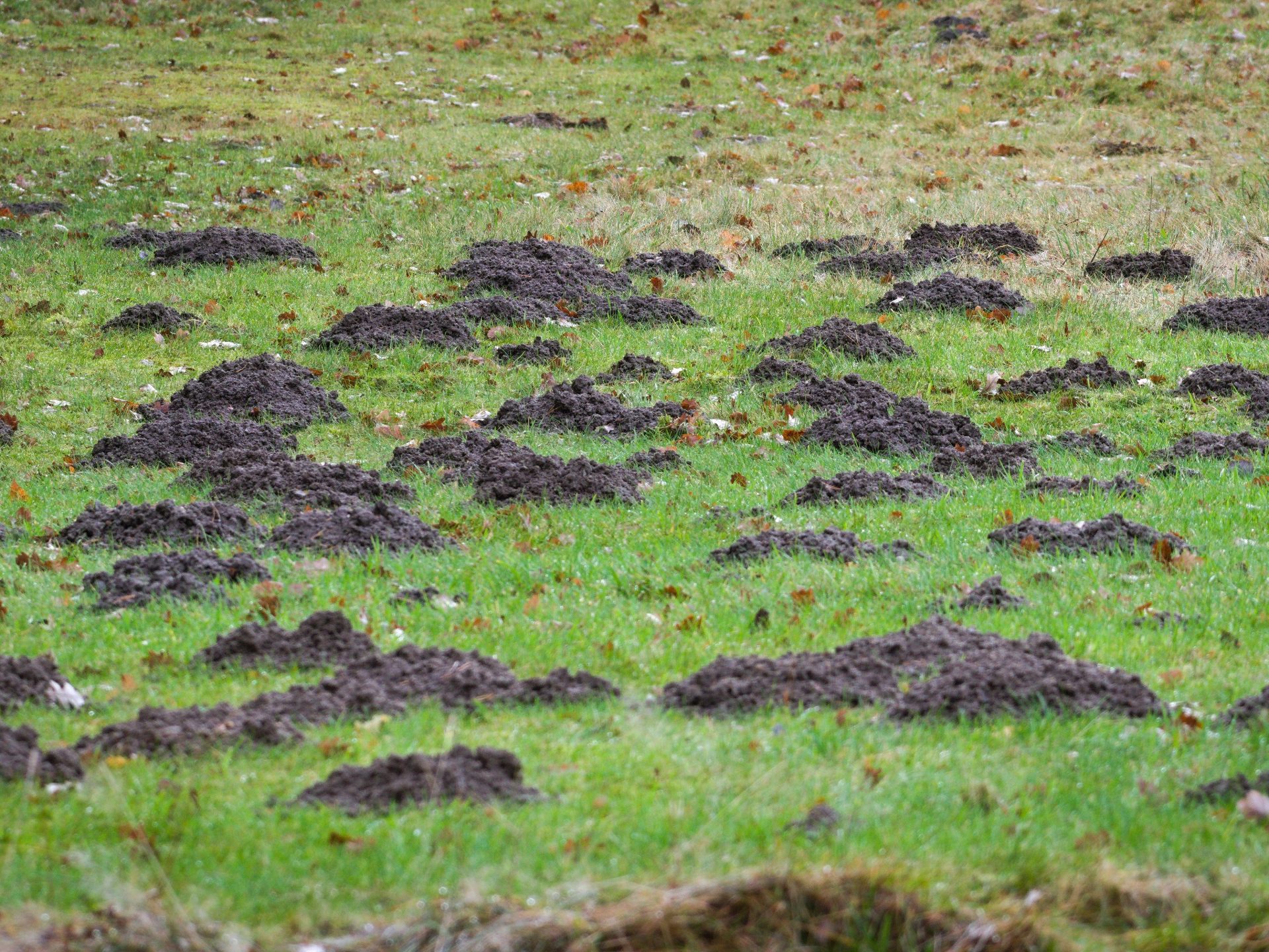 mole hills
