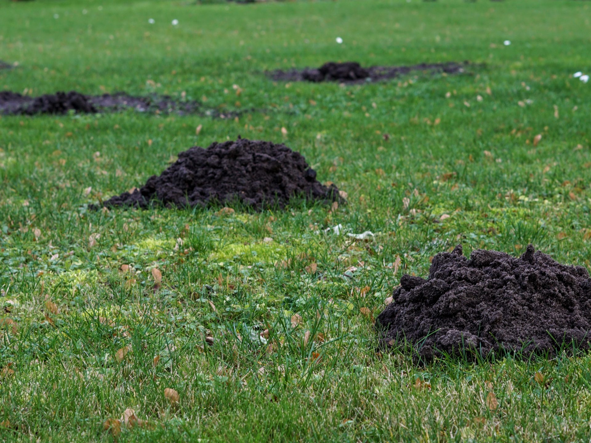 mole problem in garden