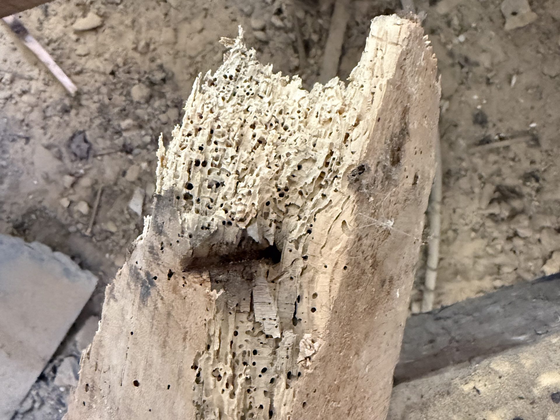 Woodworm Treatment Prices