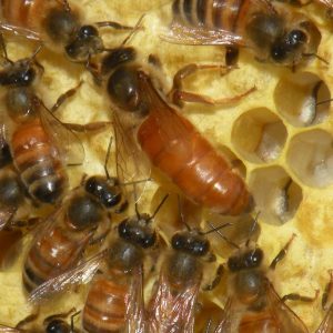 Mated queen honey bee on comb