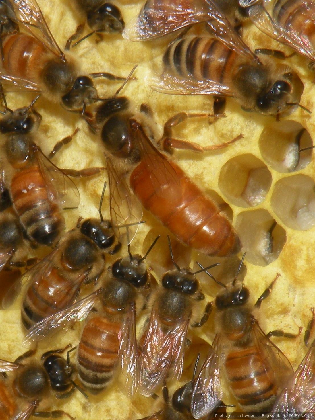 Mated queen honey bee on comb