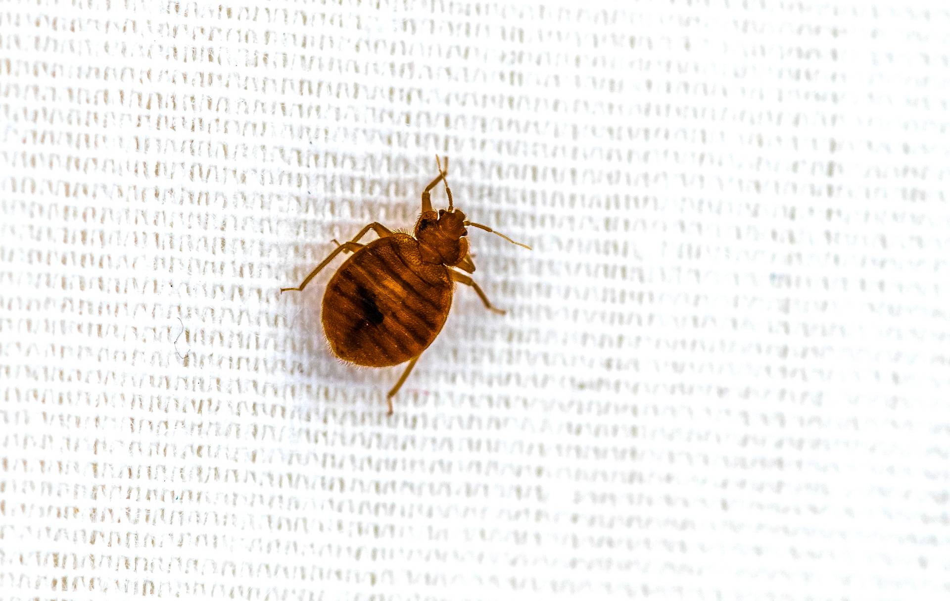 Comprehensive Bed Bugs Treatment In Alton