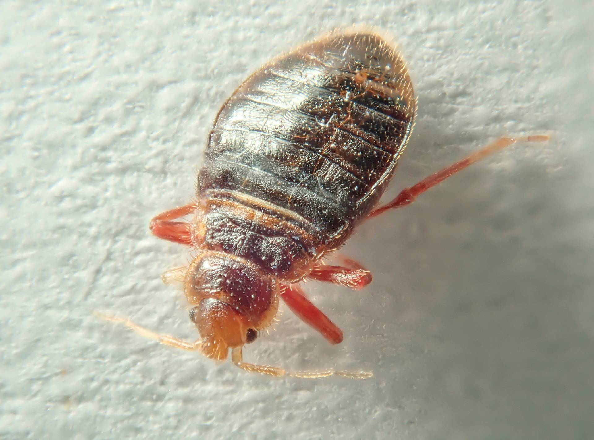 Dedicated Bed Bugs Extermination In Alton