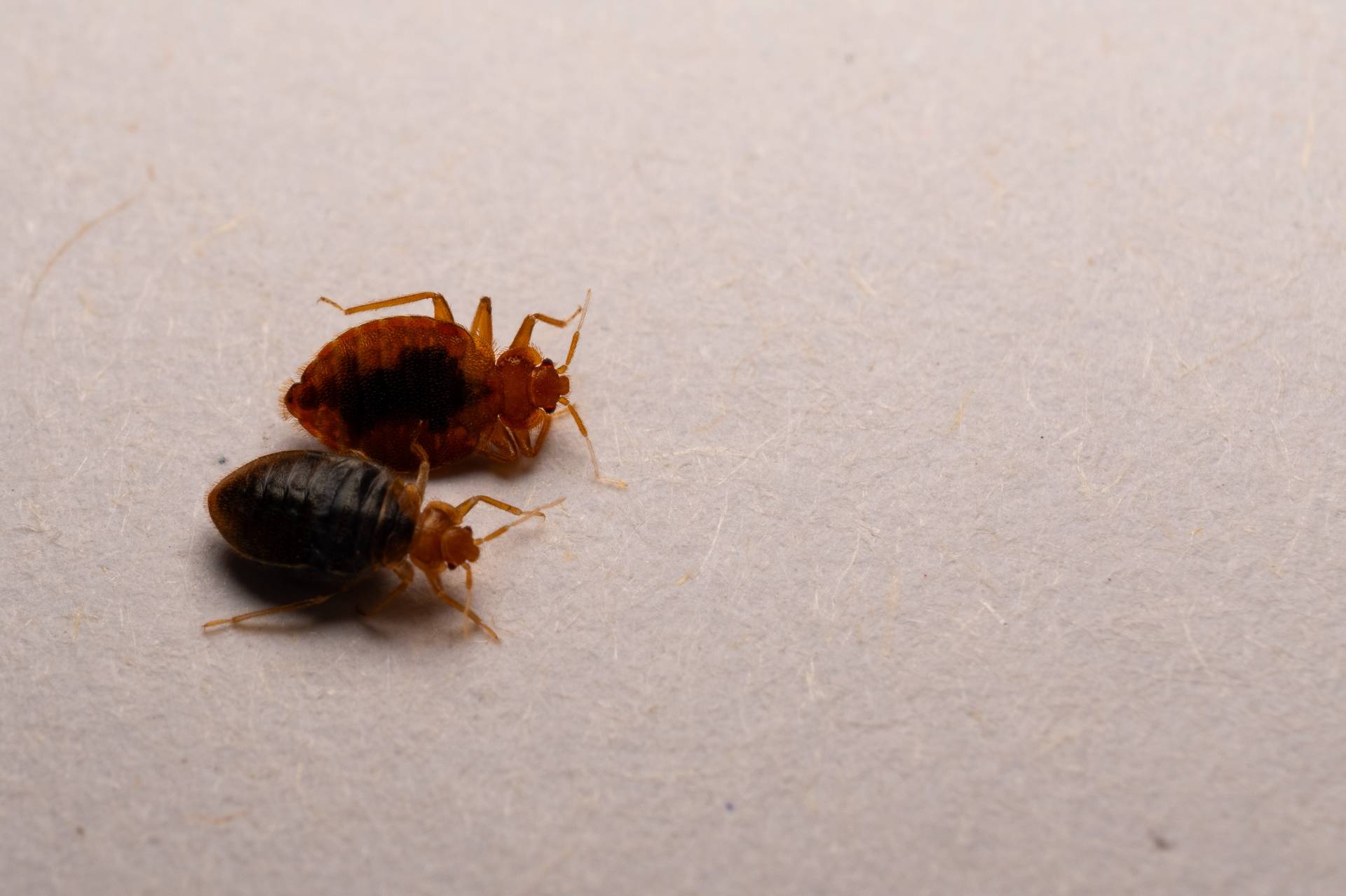 Ensuring Long-Term Bed Bug Control In Alton
